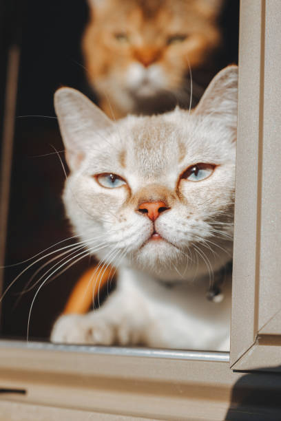 istock Close up on a tiny British shorthair blue kitten 2154186908