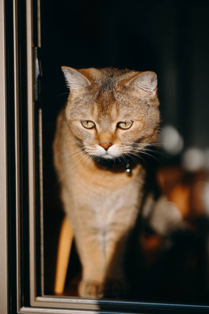 istock Close up on a tiny British shorthair blue kitten 2154186935