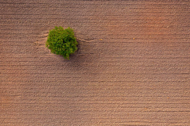 istock Aerial view of a small tree in a plowed field. 2154187991