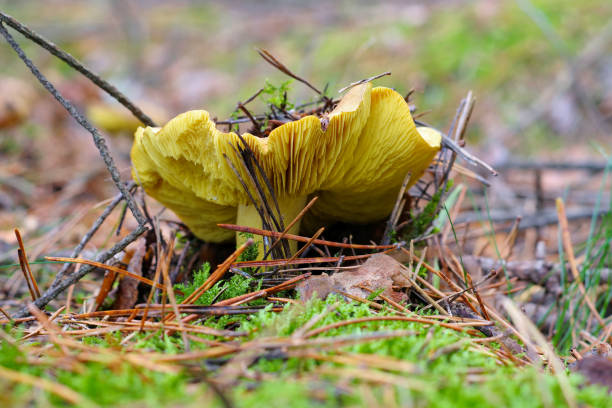 Yellow Knight mushroom in autumn forest