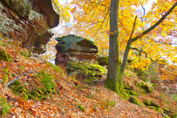 in Palatinate Forest in autumn, Germany