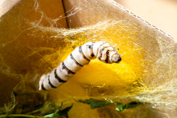 The silkworm is the larva or caterpillar of the domestic silkmoth, Bombyx mori. It is an economically important insect, being a primary producer of silk.