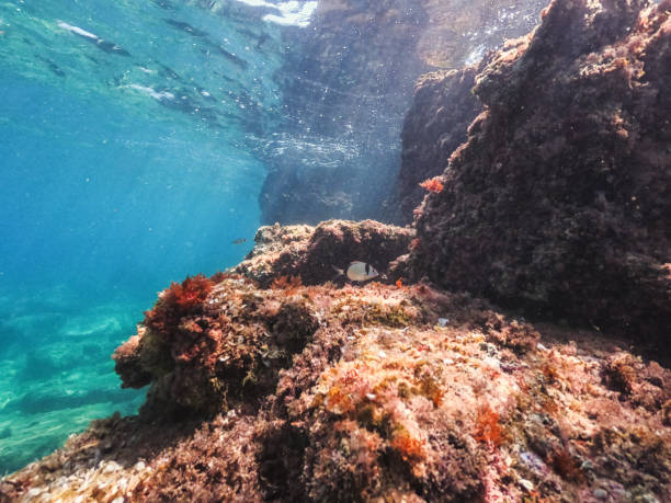 istock Diving underwater, exploring the tropical reef in the crystal blue sea 2154191081