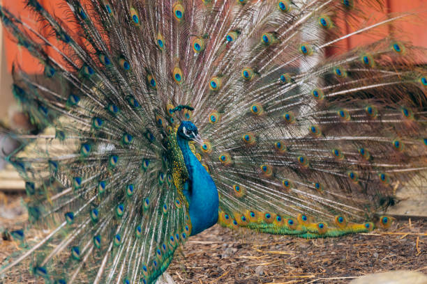 istock Peacock showing off his feathers at a farm 2154191553