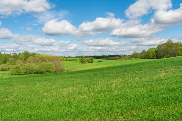istock Green hilly field with trees and bushes partially illuminated by sunlight, forest on the horizon, blue sky with white clouds. Spring landscape on a sunny spring day 2154191705