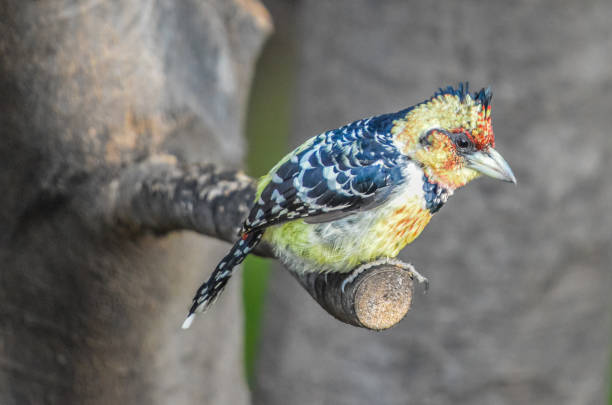 A Crested barbet (Trachyphonus vaillantii) perched on a tree branch in South Africa game reserve