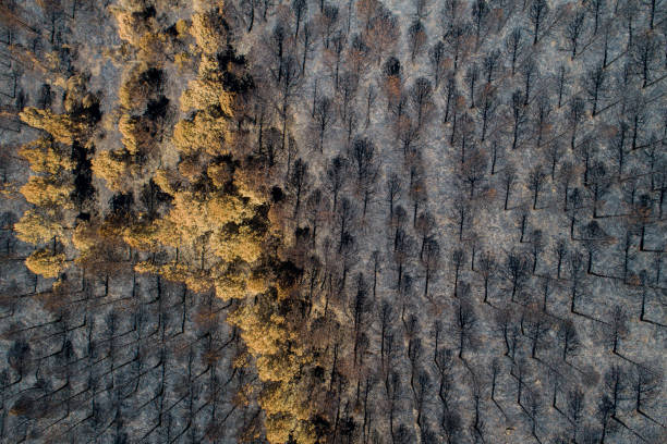 istock aerial top view of burnt pine forest, climate change concept 2154193163