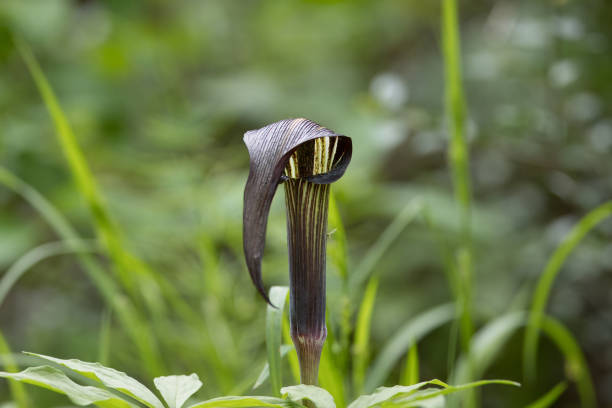 Cobra lily flower in the wetland.