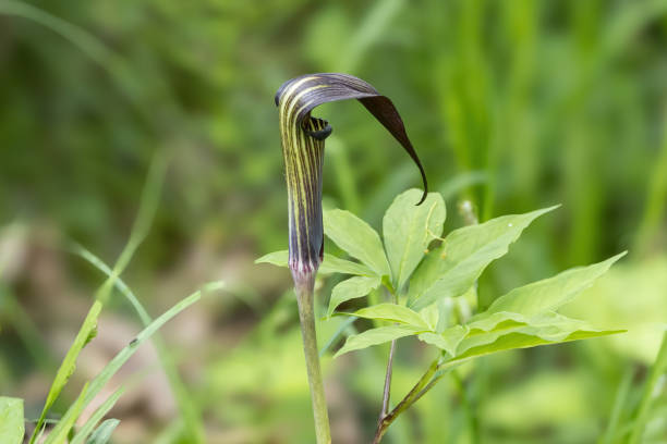 Cobra lily flower in the wetland.