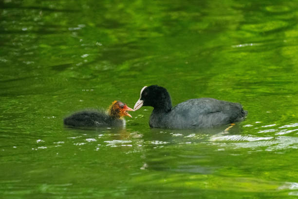 istock Baby Coot with Mother 2154193737