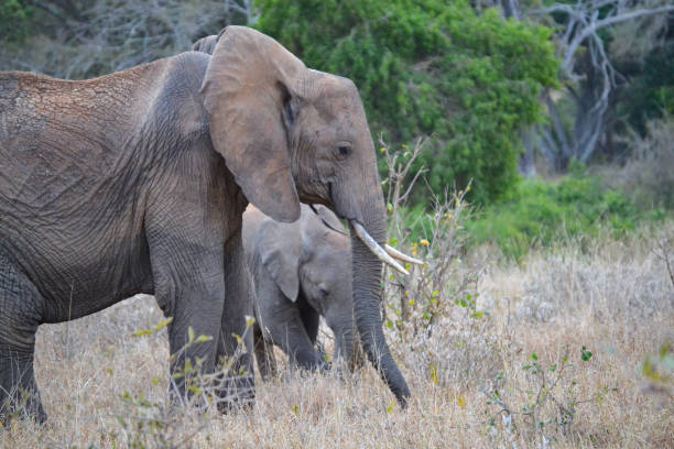 istock Elephants in Kenya in the national park 2154193761