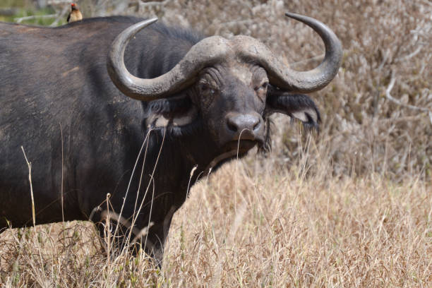 istock summer safari escapade in Kenya 2154193825