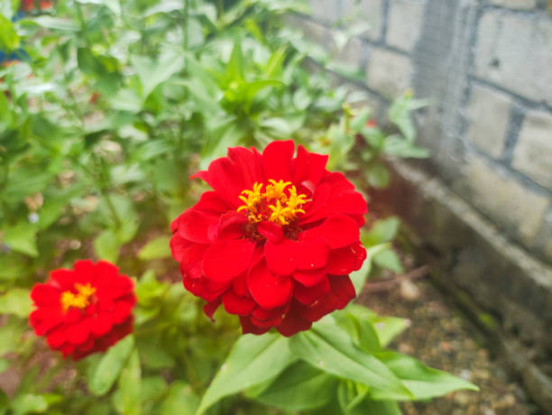 a close up of zinnia elegans plant