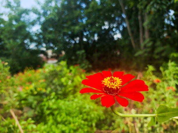 a close up of zinnia elegans plant