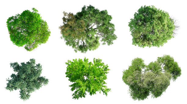 istock Top view of various types of trees isolated on white background. 3D render. 2154195064