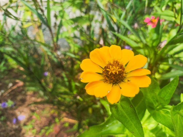 a close up of zinnia elegans plant