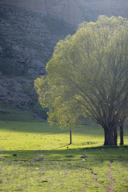 Single tree in the meadow at sunrise