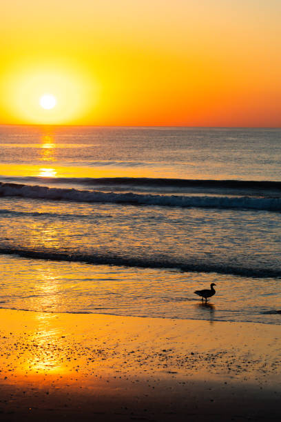istock A mallard duck on the beach at sunrise 2154195955