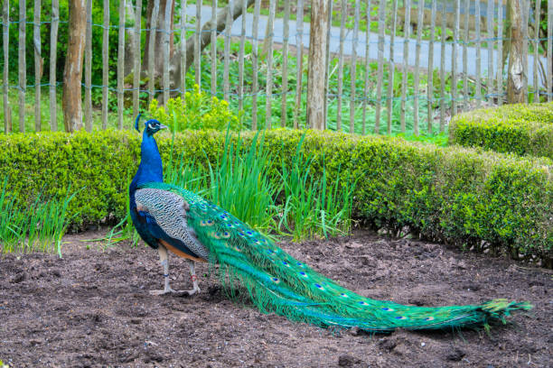 istock a very beautiful, vibrant, blue peacock 2154196251