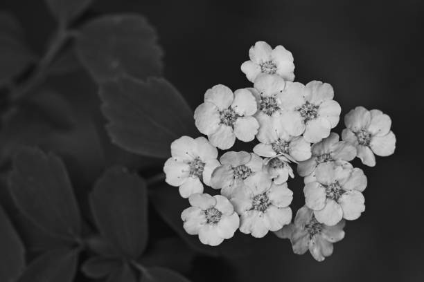 The flower of perlagonium