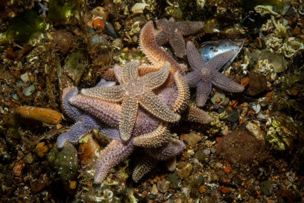 istock a group of starfish - Asteriidae - Asterias rubens 2154196583