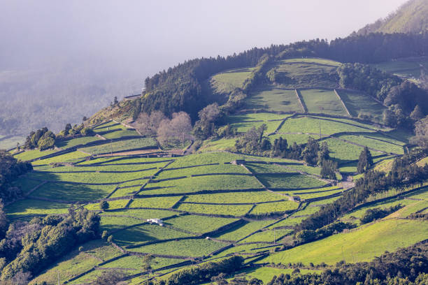 Stone walled pastures on a hill on Terceira Island.