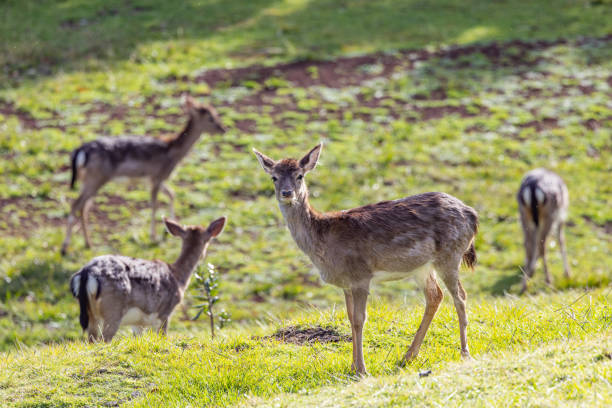 A group of female and young red deer during mating season in the Dutch National Park De Hoge Veluwe