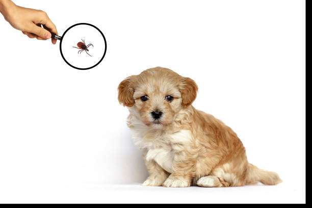 istock Danger of insects for pets, ticks walking in the grass. 2154197546