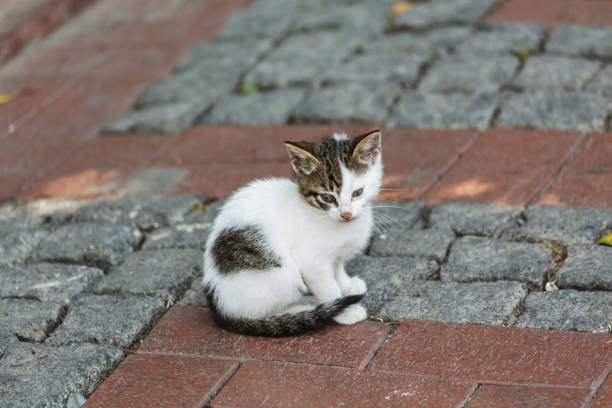 Small kitten, white and tabby, sits on a brick pavement looking slightly away from the camera