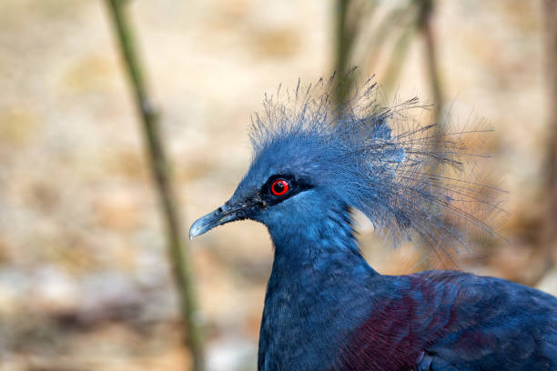 istock Victoria Crowned Pigeon (Goura victoria) - Commonly Found in New Guinea 2154199003