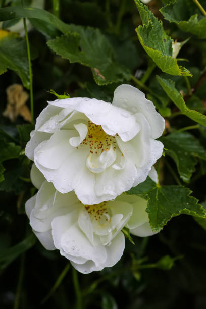 istock Rain drops on the petals of a white rose flowers. 2154199046