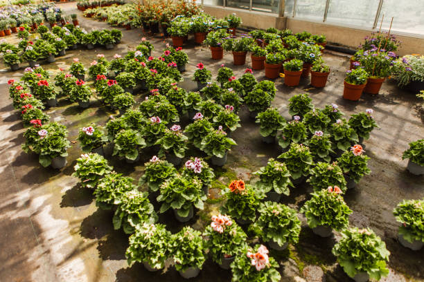 Cultivation of petunias and pelargonium in a greenhouse.