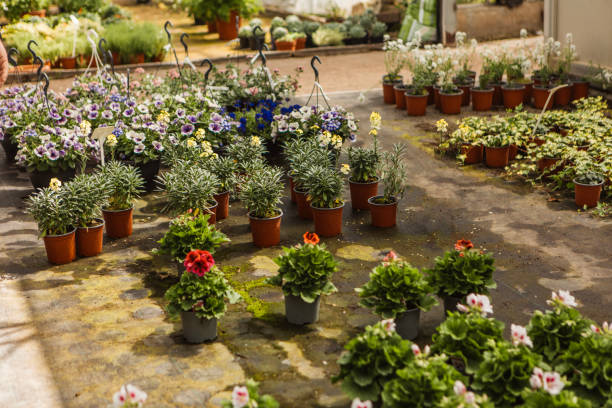 istock A commercial greenhouse small business 2154199313