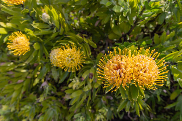 istock Yellow wildflowers on Flores Island. 2154200682