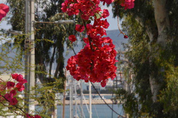 istock Bougainvillea overlooking marina 2154201159