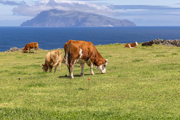 istock Cows in a field overlooking the Atlantic Ocean on Flores Island. 2154201222