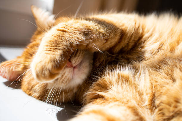 istock Cute ginger cat lying under the sun and enjoying 2154201287