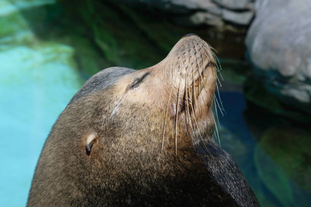 istock Sea lion basking in the sun 2154203654
