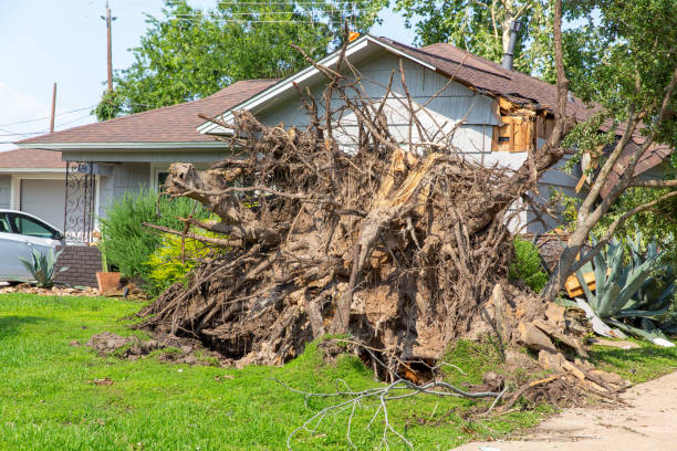 Uprooted Apple Tree in Winter