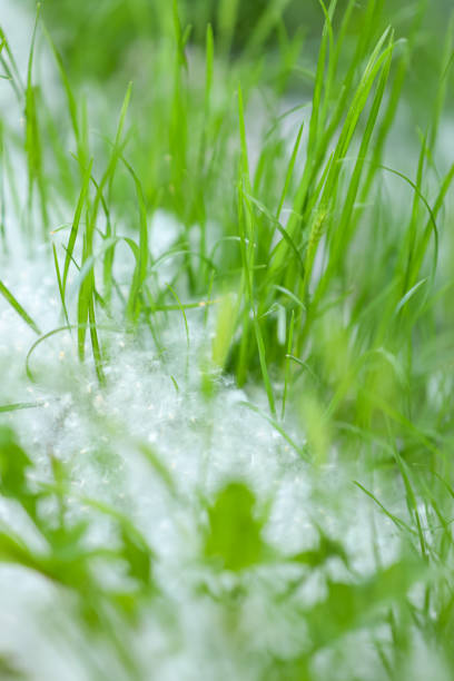Poplar fluff covers the green grass. Close-up, selectiv focus, vertical.