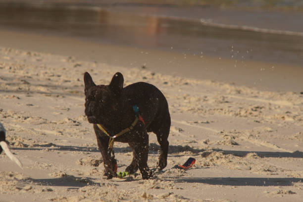 istock dog running on the beach 2154208108