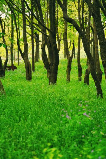 idyllic vivid summer forest picturesque grass lawn and trees beautiful floral gardening foliage environment space without people landscaped design photo