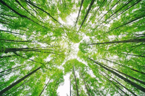istock the spring of binjiang park 2154208541