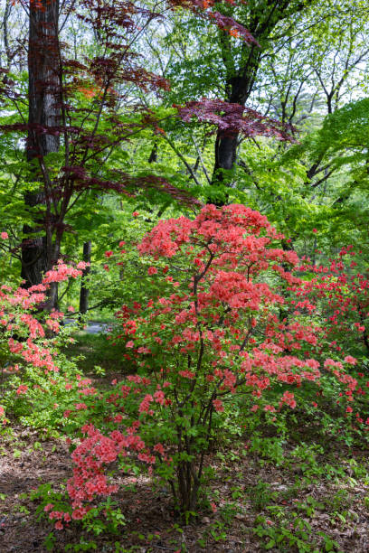 istock Azalea flowers blooming vividly in the forest. 2154211716