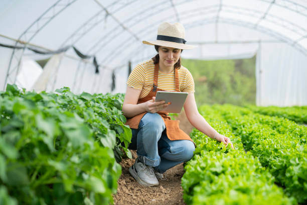 istock Female farmer using digital tablet to check quality of lettuce crops. 2154211719