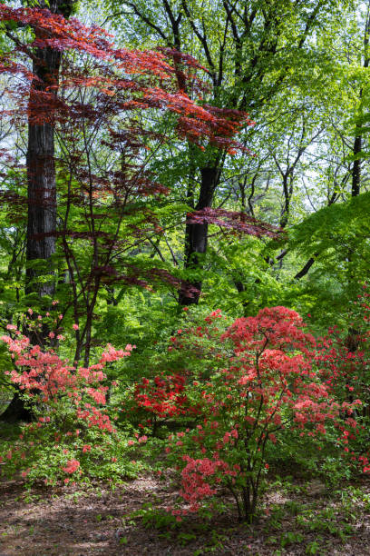 istock Azalea flowers blooming vividly in the forest. 2154211727