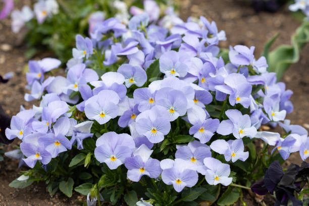 istock Beautiful viola flowers blooming in spring carden. 2154212568