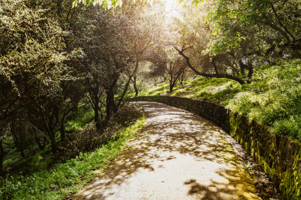Forest and mountain trails in the Bueno Vista Park in San Francisco, CA.