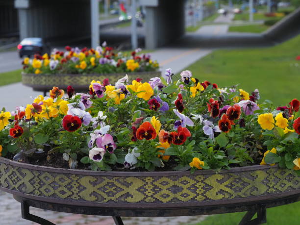 istock blooming pansies in a flowerbed 2154217735