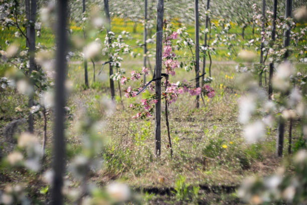 A lonely tree with pink flowers among white selected focus